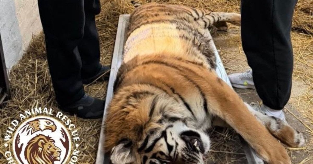 Тигрицу довели до инвалидности