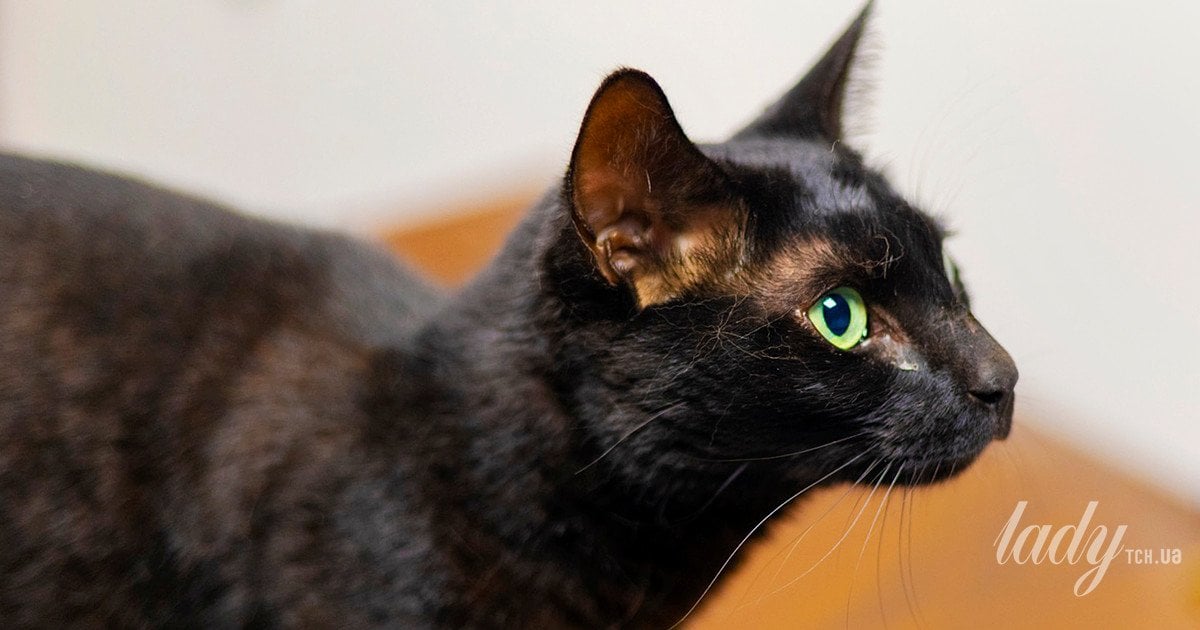 5 інгредієнтів у засобах для прибирання, які небезпечні для ваших улюбленців