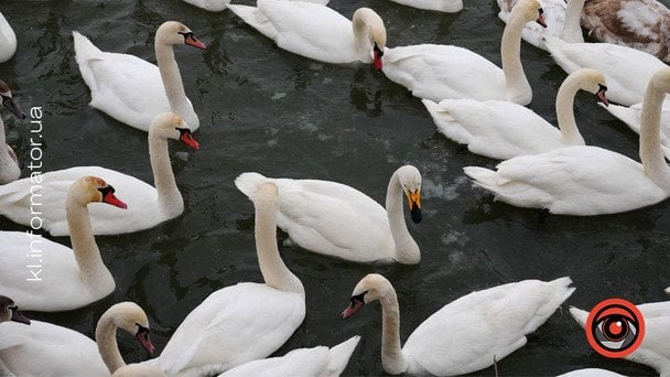 Під Коломиєю зимує незвичний для Прикарпаття вид лебедя-крикуна. / © Інформатор