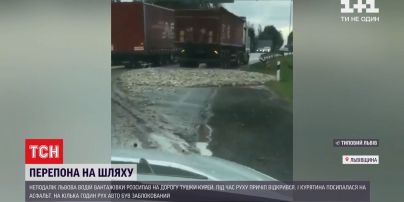У Львівській області дорогу на кілька годин заблокували тушки курей
