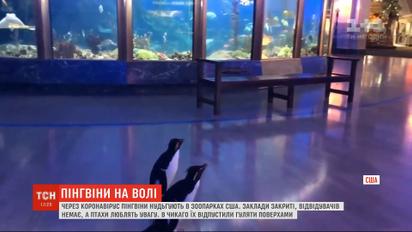 У зоопарках США пінгвіни нудьгують через карантин