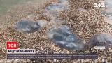 Новини України: пляжі Азовського моря знову заполонили медузи