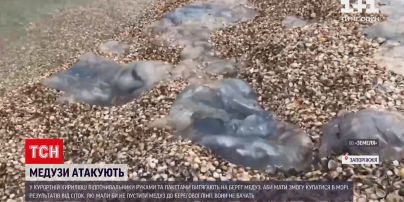 Новини України: пляжі Азовського моря знову заполонили медузи