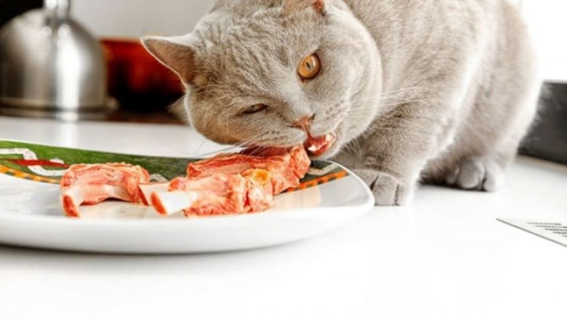 Чем категорически нельзя кормить кошек: список опасных продуктов для их  здоровья вас удивит — Украина