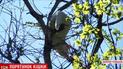 У Кам’янському містяни врятували кішку, котра тиждень просиділа на верхівці дерева