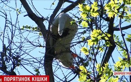 В Каменском горожане спасли кошку, которая неделю просидела на верхушке дерева
