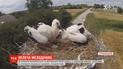 Ветеринары переживают за аиста со сломанным крылом, который может не пережить разлуку с любимой