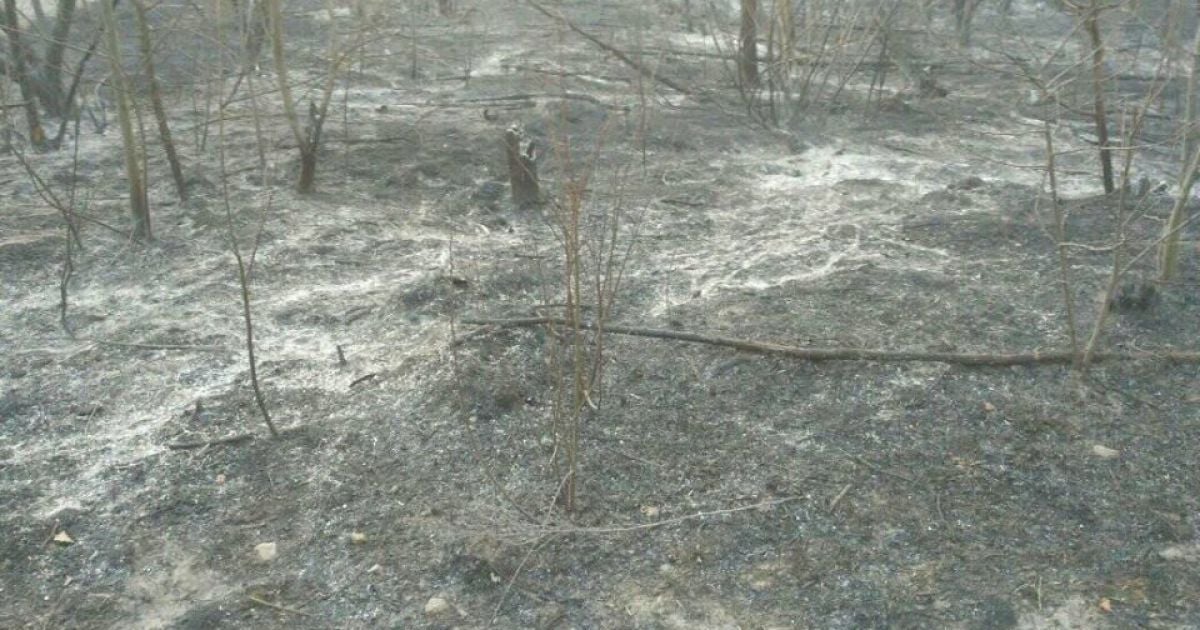 У Чорнобильській зоні вже сьомий день вирують пожежі