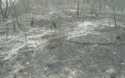 Обугленный лес и густой дым: как сейчас выглядит охваченная пламенем Чернобыльская зона