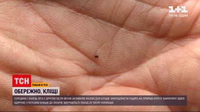 Новости Украины: почему не стоит недооценивать вред, который могут нанести клещи