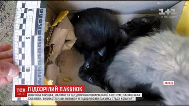 У підкинутій коробці, через яку оточили нотаріальну контору в Харкові, знайшли кошенят