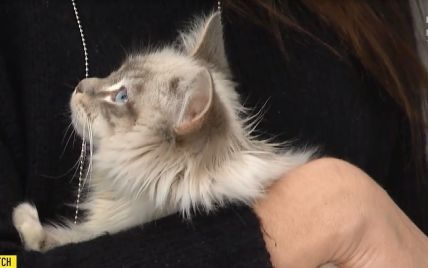 Пасажирка викинула породисту кішку в аеропорту "Київ" перед рейсом до Мінська