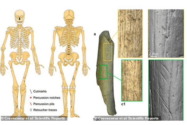 Представлено і сліди канібалізму, що знайдено вченими на кістках неандертальців. Більшість - на нижніх кінцівках, тоді як на цих кістках чітко видно сліди порізів та зарубки