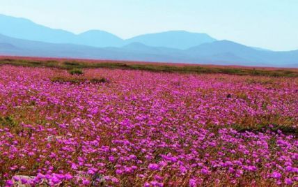 Природные аномалии: самая сухая пустыня мира покрылась ковром из цветов (фото)
