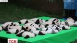 В китайском заповеднике Чэнду показали сразу 23 медвежат панды накануне дня КНР
