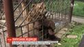 В Хмельницкой области медведя держат в тесном вольере ресторана