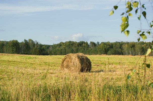 Народні прикмети 24 серпня / © pexels.com