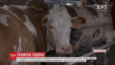 15 селян опинилися у лікарні через корів, у яких виявили сказ 