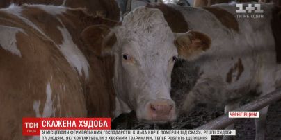 15 селян опинилися у лікарні через корів, у яких виявили сказ
