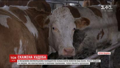 15 селян оказались в больнице из-за коров, у которых обнаружили бешенство