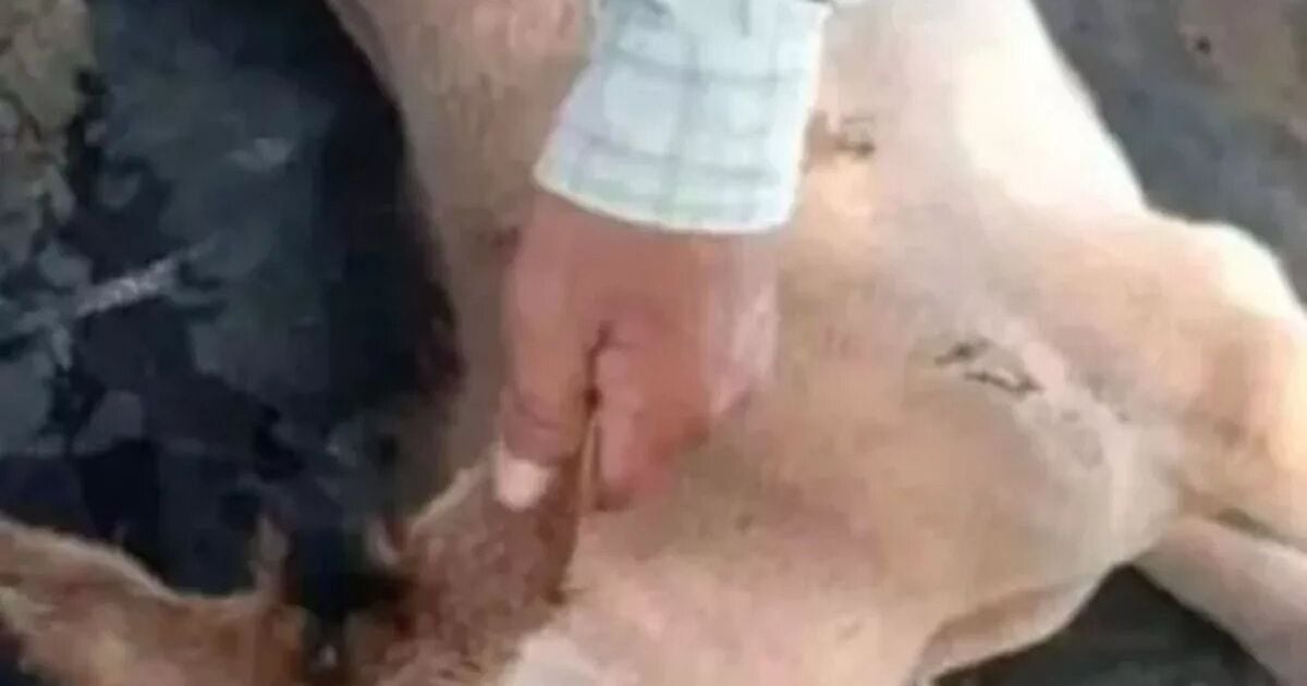 Лошадь с одним глазом
