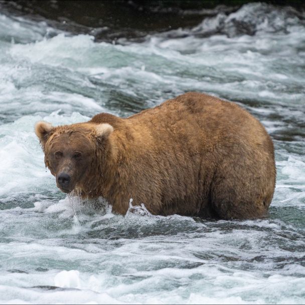 Переможниця конкурсу FatBearWeek Фото: Katmai National Park & Preserve / © 