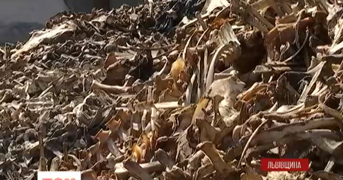 На Львовщине экологи и журналисты взяли штурмом жуткий завод с тоннами дохлятины