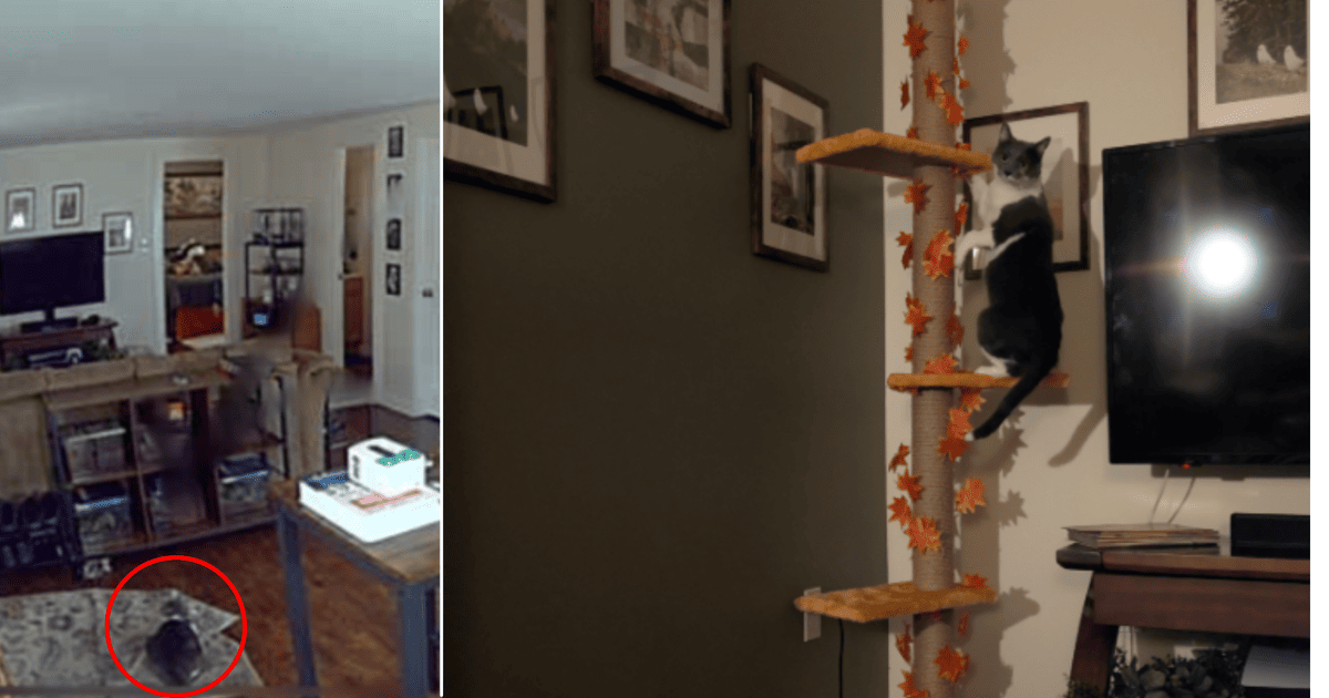 Кішка, яка чекала на свою господарку. Фото: unazukeru