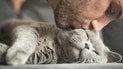 Можно ли целовать кошек