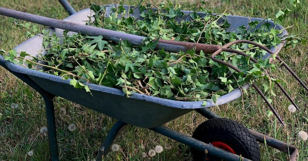 Як позбутися бур’янів