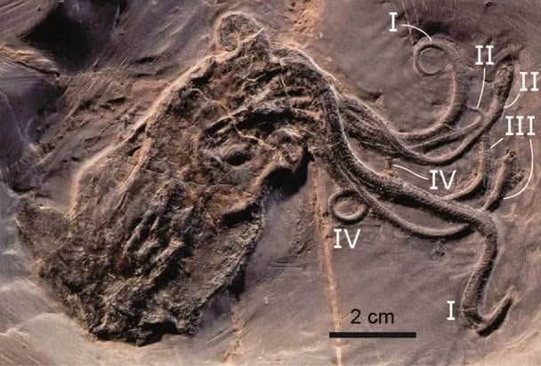  Pohlsepia mazonensis.  / © Science Alert