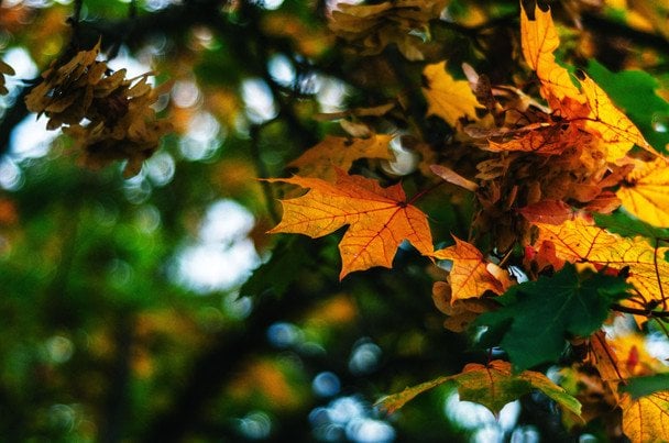 Народні прикмети 14 жовтня / © pexels.com