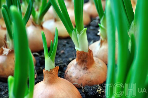 Зелена цибуля / © Credits