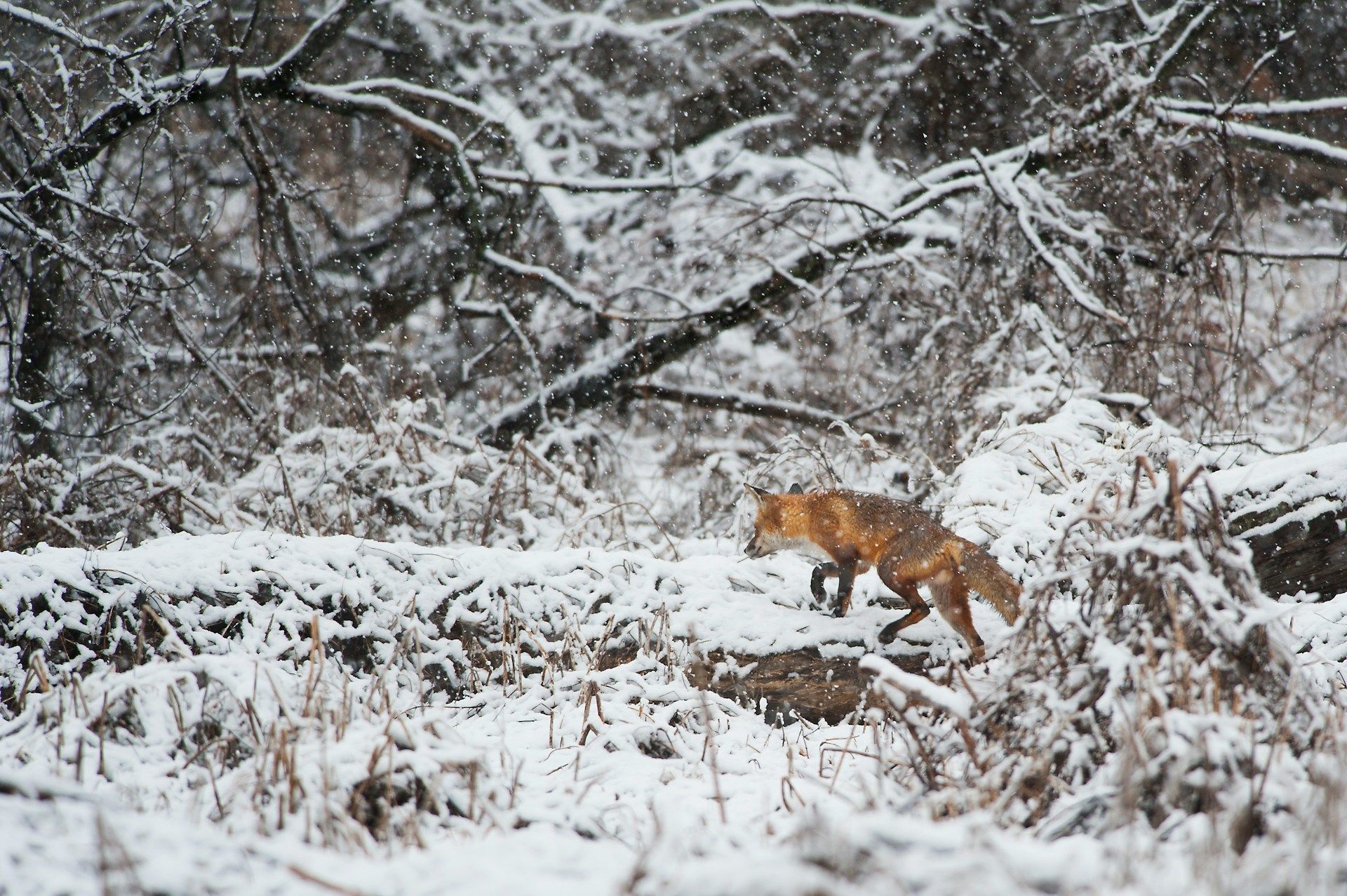 4 січня почути, як кричить в лісі лисиця — буде негода / © Unsplash