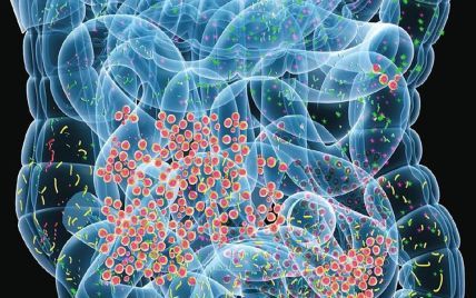 Как бактерии проникают в мозг, вызывая потенциально смертельные инфекции: ученые дали ответ