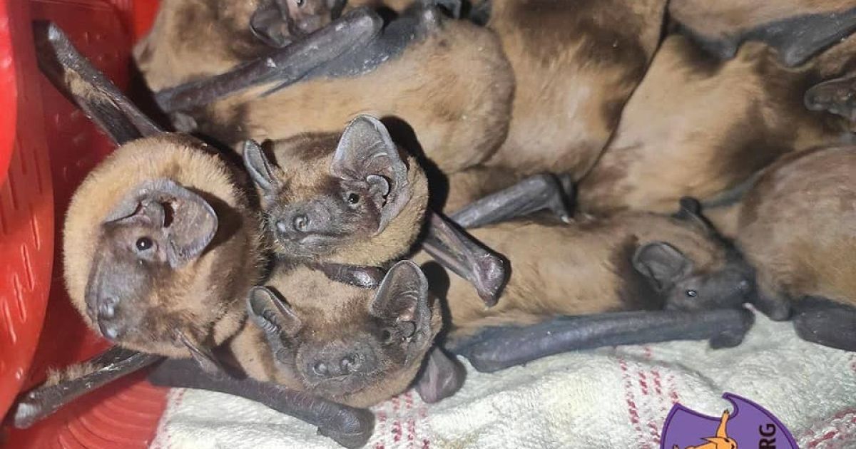 Фото: Kyiv Animal Rescue Group