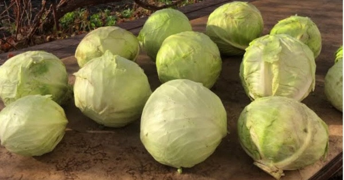 Білокачанна капуста