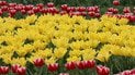 Тюльпани