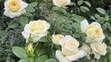 Троянда "Кейт Мосс", фото: peterbealesroses.com
