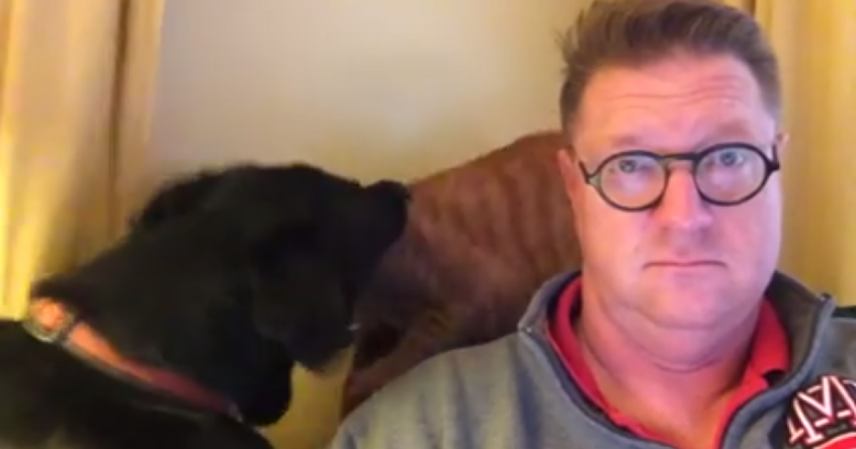 Юзеры сходят с ума от видео драки кота и собаки и их невозмутимого хозяина