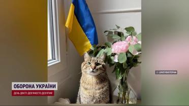 Кот, который очаровал Бритни Спирз: Степан вернулся в родной Харьков