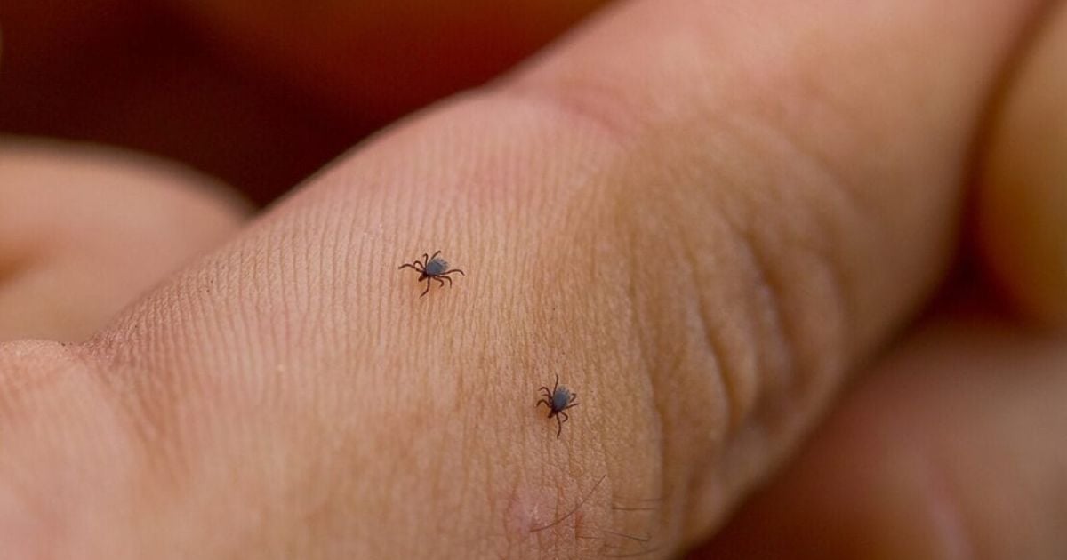 "Все облеплено": в Днепре детскую площадку заполонили клещи