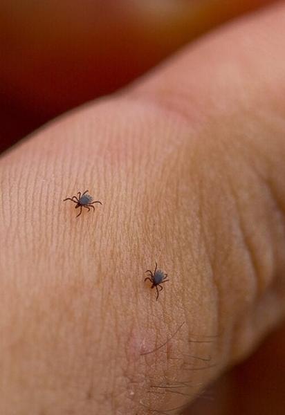 В Украине начался сезон клещей: медики предупреждают о рисках заражения болезнью Лайма
