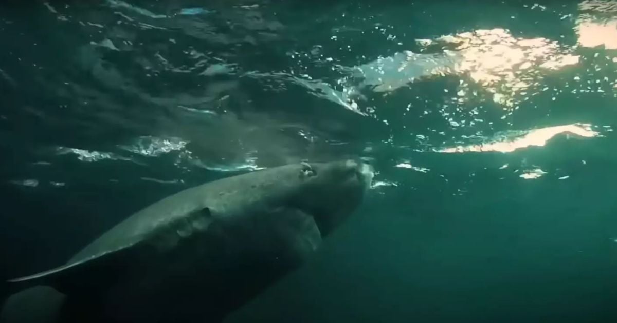 Гренландська акула / Фото: YouTube/Wonder World