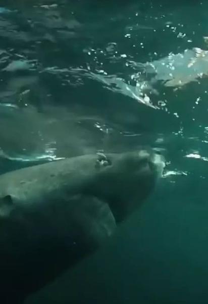 Гренландська акула