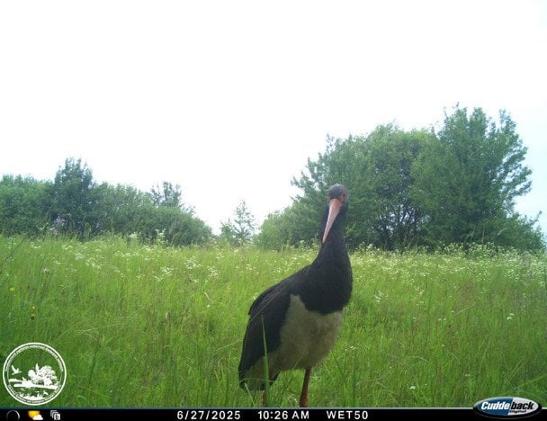 Лелека чорний потрапив до обєктива фотопастки / © Чорнобильський радіаційно-екологічний біосферний заповідник