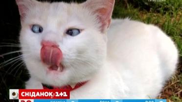 В сети появилась подборка страшных фото котов