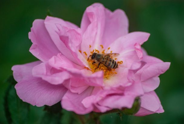бджола, квітка