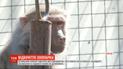Соскучились по посетителям: винницкий зоопарк открылся для экскурсий