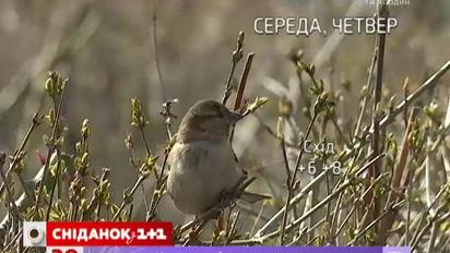 На этой неделе в Украине ожидается по-настоящему весенняя погода